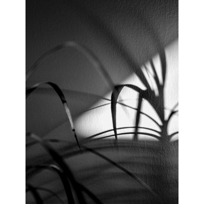 Fotografie - Zátišie 4