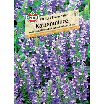 Sperli catnip Blue Tomcat Nepeta x faassenii