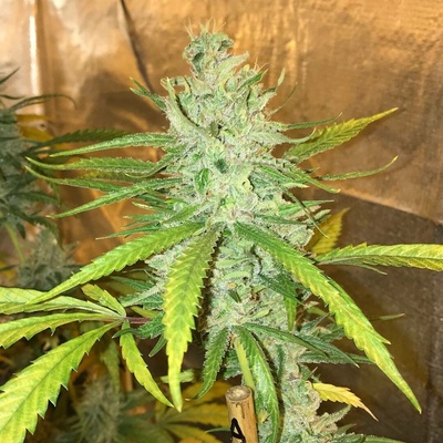 Soma Seeds Amnesia Haze semena neobsahují THC 10 ks