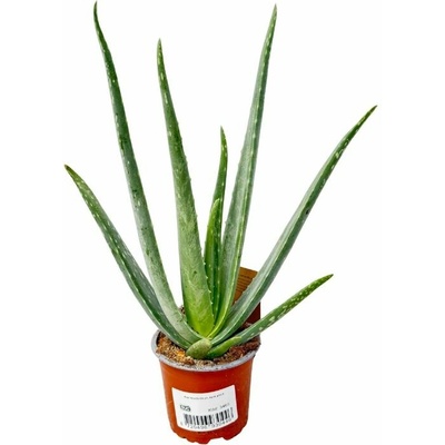 Aloe Vera, výška 20-30 cm, kvetináč 10,5 cm