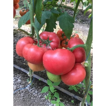 Image 1 of Домати Афен f1