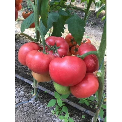 Домати Афен f1