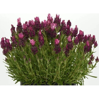 Levanduľa francúzska Bandera Deep Rose - Lavandula stoechas, kont. 0,5 l