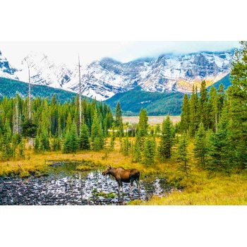 DIMEX ART s. r. o Флизелинов фототапет лос на поляна 375 x 250 см