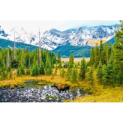 DIMEX ART Флизелинов фототапет лос на поляна 375 x 250 см