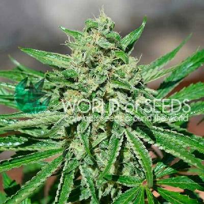 World of Seeds CBD Tonic semena neobsahují THC 3 ks