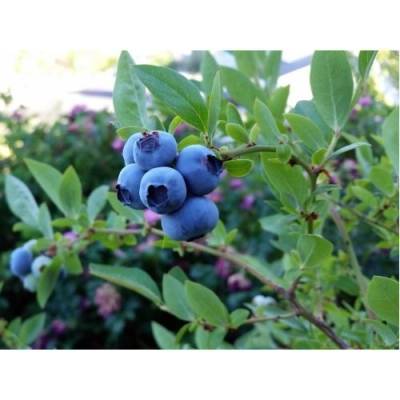 Čučoriedka kanadská (Vaccinium corymbosum) ´DUKE´ – skorá 50-70 cm, kont. C2L