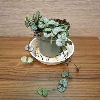 Ceropegia Woodii