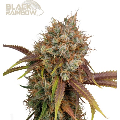 Seedstockers Superior Black Rainbow semienka neobsahujú THC 25 ks