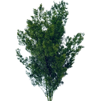 Stabilizovaný Asparagus Miro zelený, svazek 35g