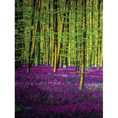 Preinterier Fototapeta panel - PL0168 - Fialový les vlies - 206cm x 275cm