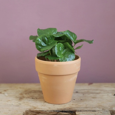 Coffea arabica Kávovník Arabský baby