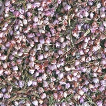 World Herbs Vřes obecný květ Ericae flos 1000 g