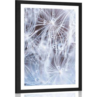 Plakát s paspartou makro pampeliška - 60x90 no frame