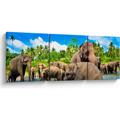 Obraz - Sloni, Sri Lanka, třídílný 120x40 cm – Hledejceny.cz