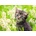 Ravensburger - Puzzle Cat In The Garden - 500 piese