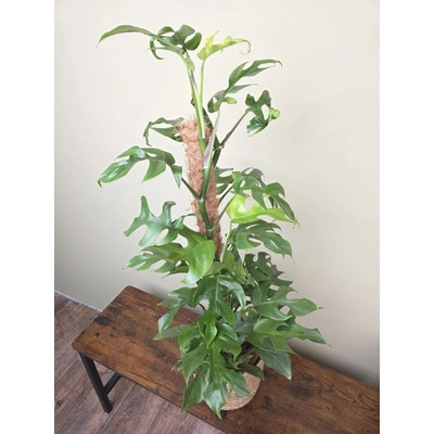 Rhapidophora Tetrasperma na kmínku XXL