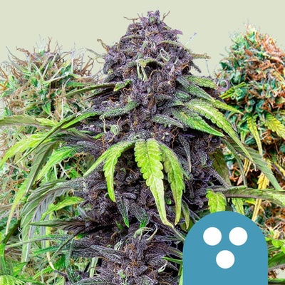 Royal Queen Seeds CBD MIX semena neobsahují THC 5 ks