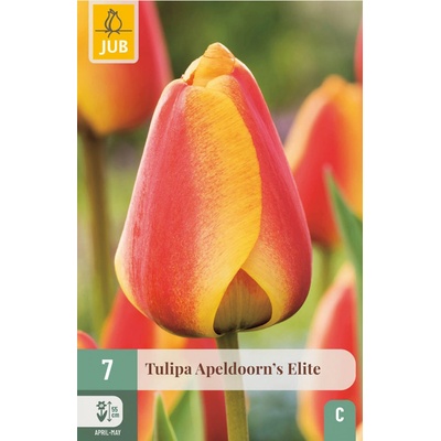 JUB Tulipán Apeldoorn´s Elite