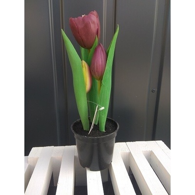 Topgifts Tulipány v kvetináči CV10553-5 23cm