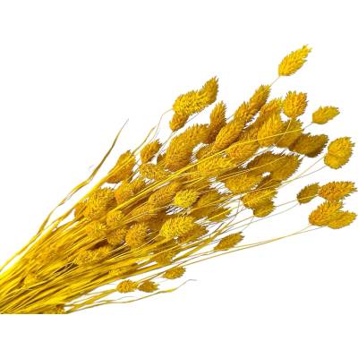 Sušená tráva Phalaris - Chrastica 100g - slnečnicovo žltá