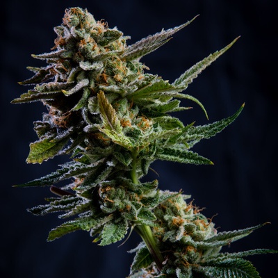 Vision Seeds Log Cabin Semienka neobsahujú THC 3 ks