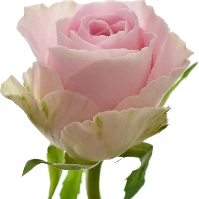 Růžová růže BABYFACE 60 cm (M)
