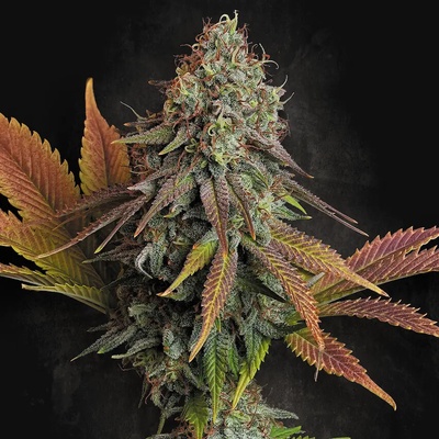 Paradise Seeds Californian Gold semena neobsahují THC 3 ks
