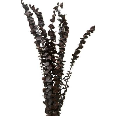 Florservice Eucalyptus baby preparovaný hnedý 10 ks