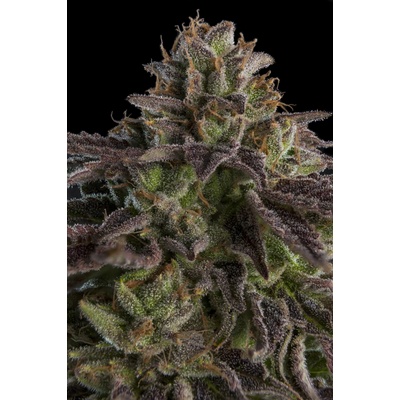 Ripper Seeds Kmintz semena neobsahují THC 3 ks