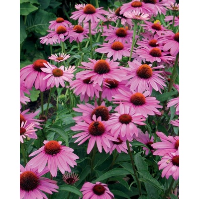 GREENBOSS FLOWER Echinacea purpurea "Deep Rose" Průměr květináče: 9 až 12 cm