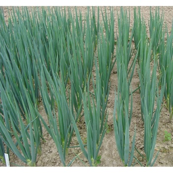 Cibuľa zimná Entita - Allium fistulosum L. - semená - 150 ks