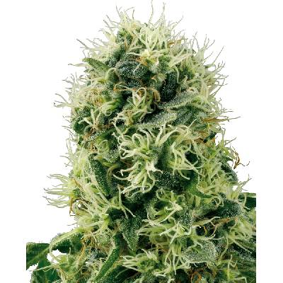 White Label Pure Power Plant semienka neobsahujú THC 3 ks