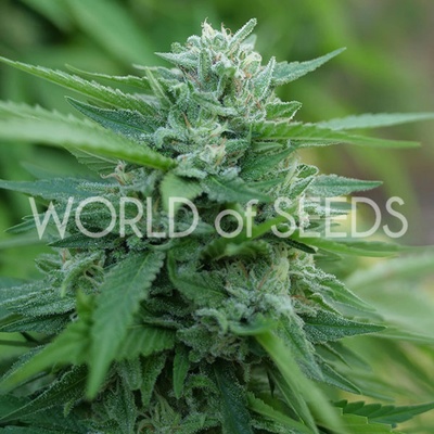 World of Seeds Mongolia THC Free semienka neobsahujú THC 3 ks