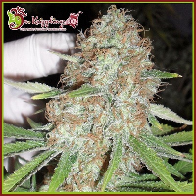 Dr. Krippling Seeds Blue Kripple semena neobsahují THC 5 ks