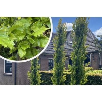 Brest holandský (Ulmus hollandica) ´WREDEI´ - výška 110-130 cm, kont. C5L