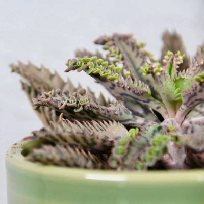 Kalanchoe Houghtonii