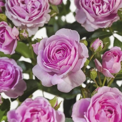 Ruže záhonová výška kmeňa 90 cm FloraSelf Rosa 'Nautica' kvetináč 6,5 l