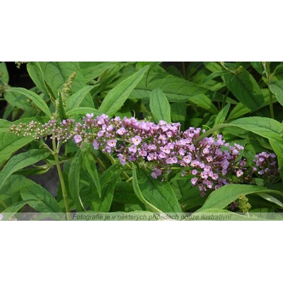 Buddleja davidii 'Pink Delight' Prodejní velikost: 020/030, Velikost hrnku: 2 l