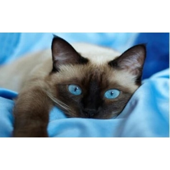 Image 1 of Коте 40/30 см