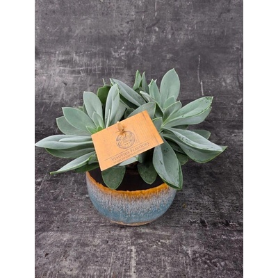 Senecio Mountain 10,5 cm (pokojovka na přímé sluneční světlo)