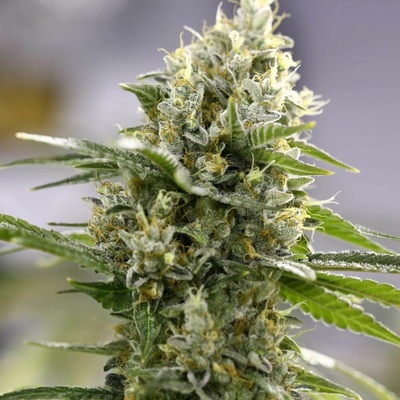 Expert Seeds Lemon Haze Auto semienka neobsahujú THC 15 ks
