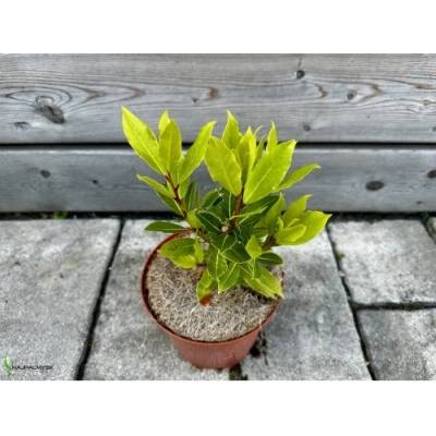 Laurus Nobilis (Vavrín pravý - bobkový list), kont. C2L, výška: 20-30 cm (-5°C)