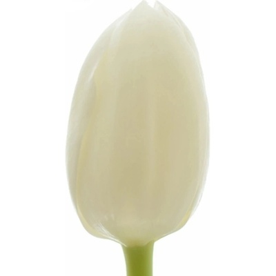 Florea Tulipán EN ROYAL VIRGIN 30 cm / 30 g