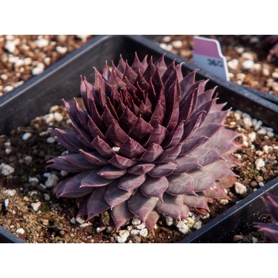 Skalnica BigSam Country Red - Sempervivum, kont. 0,5 l