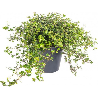 Mulenbekie, Muehlenbeckia complexa, průměr květináče 12 cm – Sleviste.cz