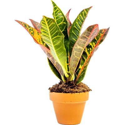 Gardners Codiaeum Petra, průměr 6 cm Kroton, podivec pestrý