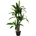 Bizzotto ИЗКУСТВЕНО РАСТЕНИЕ dracena 110cm ЗЕЛЕНО (0172729)