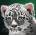 Grafika Art Puzzle - Puzzle Schim Schimmel - Young Leopard - 1 500 piese