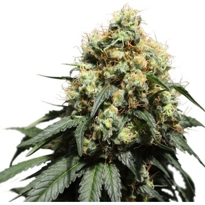 Super Sativa Seed Club Bruce Lemon Diesel semienka neobsahujú THC 8 ks